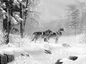 picture, forest, wolves