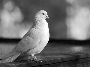 White, pigeon
