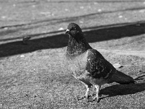 pigeon