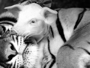 tiger, piglet