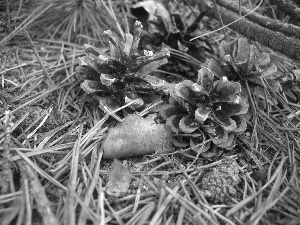 cones, needle, pine, Conifers