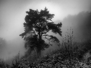 pine, Fog, forest, trees, autumn