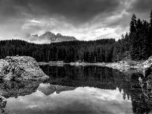 pine, lake, forest