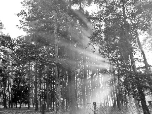 rays, forest, pine, sun