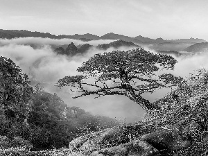 inclined, pine, rocks, Fog, Mountains