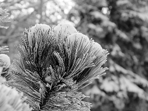 Frost, A snow-covered, pine