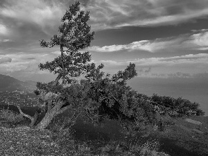 pine, Mountains, trees