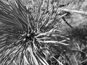 twig, pine