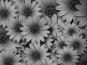 African Daisies, Flowers, Pink