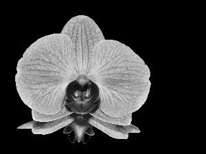 reflection, Black Background, Pink, orchid, Colourfull Flowers