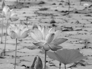 Flowers, Pond - car, Pink, Buds, lotuses, Leaves