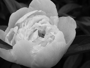 peony, Colourfull Flowers, Pink