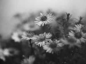 dewy, Astra, Flowers, Pink