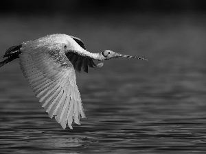 flight, Bird, Pink Spoonbill