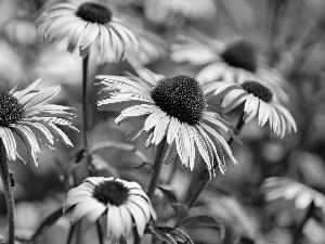 Flowers, echinacea, blur, Pink