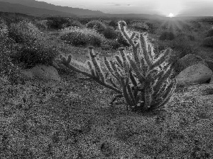 Pink, Flowers, west, sun, Cactus