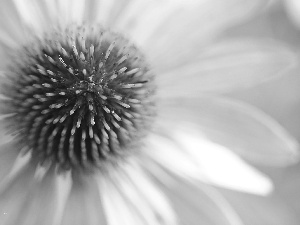 Colourfull Flowers, echinacea, Pink