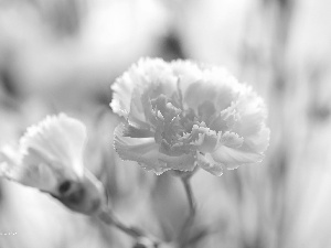 Colourfull Flowers, White, pink