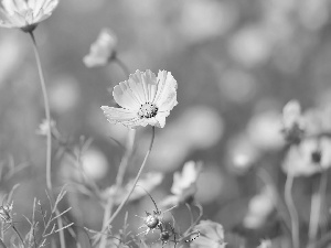 Flowers, Buds, Cosmos, Pink