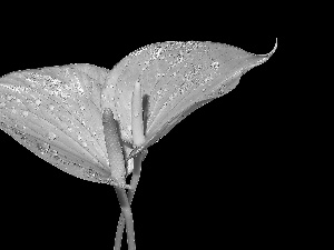 Flowers, Calla, drops, Pink