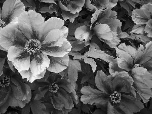 Flowers, Peonies, Leaf, Pink