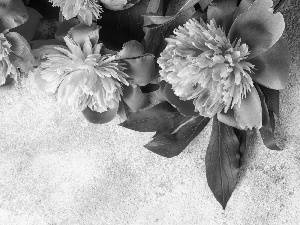 Flowers, Peonies, leaves, Pink