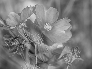 Flowers, Cosmos, rapprochement, Pink