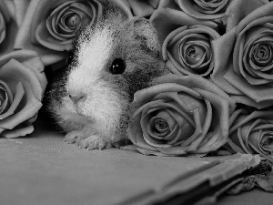 roses, guinea pig, Pink