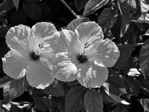 Pink, hibiscus