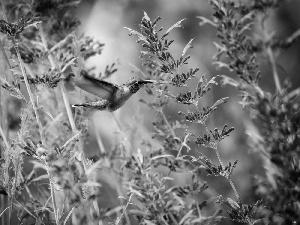 Flowers, humming-bird, Pink