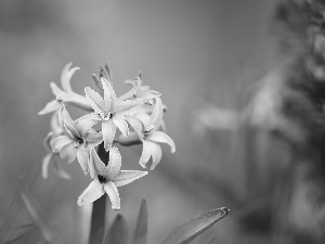 Pink, hyacinth