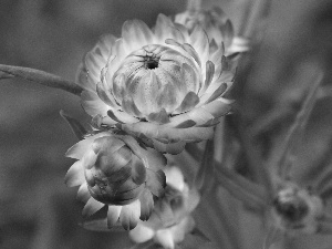 Flowers, Kocanka garden, Pink