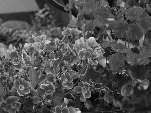 Pink, Leaves, geranium, red hot, Flowers