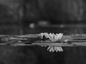 lilies, Nenufary, Pink, water