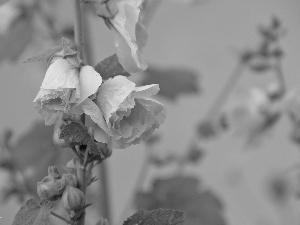 Hollyhocks, pale pink