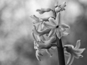hyacinth, Pale pink