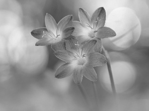 Three, Flowers, Zefiranty, Pink