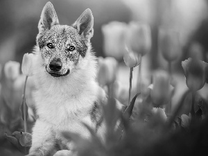 dog, Pink, Tulips, German Shepherd