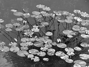 Pink, lilies, water