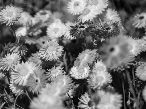 White, Flowers, daisies, Pink