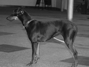 Beatyfull, Pinscher