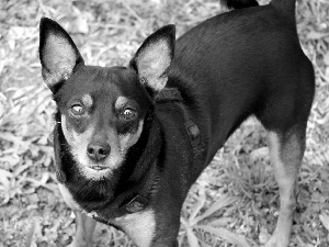 mouth, miniature Pinscher