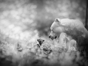 Pit Bull Terrier, dog, toy, Meadow, mascot, White