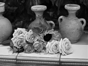 Pitchers, roses, Sunflower
