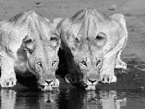 lionesses, watering place