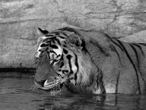 tiger, watering place