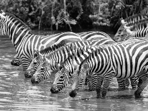 zebra, watering place