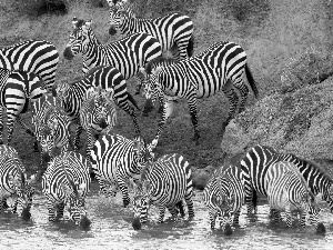 zebra, watering place