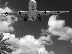 Palm, flying, plane, Sky