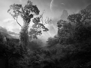 jungle, Sky, Planets, VEGETATION